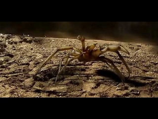 camel spiders / camel spiders (2011) bdrip 720p [ ]